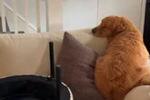 Golden Retriever ist immer traurig: Der Grund sorgt für so viele Lacher