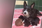 Fund in völlig verwahrloster Wohnung: Kleine Hundefamilie entkommt schlimmer Lage