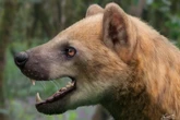 Mischung aus Bär und Hund: Neue Raubtierart in Spanien entdeckt!
