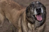 Er trägt seinen ständigen Begleiter überall mit sich: Malinois-Rüde Kong sucht ein Zuhause