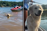 Golden Retriever ist aus Urlaub zurück: Seine Reaktion führt zu reichlich Gelächter