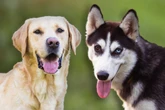 Labsky: Der Labrador-Husky-Mix strotzt nur so vor Energie