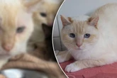 Besitzer lässt Katzen in meterhohen Müllbergen vor sich hin vegetieren