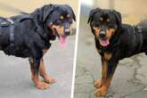 Rottweiler-Rüde musste jahrelang alleine im Garten leben: Findet Campari jetzt sein Glück?