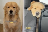 Hund ist schrecklich traurig: Der Grund sorgt für eine Menge Begeisterung