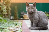 Wie kannst Du Deine Katze an den Freigang gewöhnen? So hast Du Erfolg