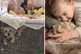 Was der Hund ihrer Tochter nach deren Tod macht, bricht der Mutter das Herz