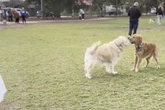 Frau bringt blinden Golden Retriever in Hunde-Park: Was da passiert lässt Herzen dahinschmelzen