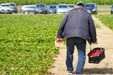 Erdbeeren in Brandenburg: Darum gibt es jetzt Hotlines für Selbstpflücker
