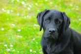 Katze oder Hund gefunden? Hier bekommt Ihr in Chemnitz Hilfe