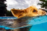 Hier wird der Hund pudelnass: Zwei Berliner Freibäder öffnen ihre Pools nur für Fellnasen