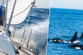 Orcas rammen Segelboot: Experten schlagen Alarm