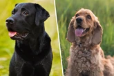 Labrador und Spaniel sind seine Eltern: So sieht der hilfsbedürftige Mischling aus