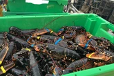 Illegaler Fang: 250 Kilo Hummer an Bord, jetzt droht hohe Strafe
