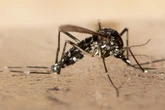Asiatische Tigermücke breitet sich aus: Was jetzt zu beachten ist