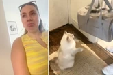 Pflegemutter muss Babykatzen wieder abgeben: Wie ihre Samtpfote reagiert, bricht so vielen das Herz