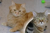Wenn sich das nicht bessert, droht die Penisamputation: Kater-Duo hofft trotzdem auf Happy End