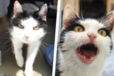Lili gehört noch längst nicht zum alten Eisen! Katzen-Omi hat aber ihr Päckchen zu tragen