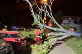 Kurzes, aber heftiges Unwetter: Baum demoliert mehrere Autos