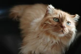 Abschied von einer geliebten Seelenkatze: Trauersprüche für Katzen