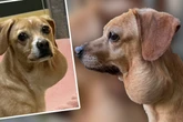 Tierheim stocksauer! Story um krebskranke Hündin wohl komplett gelogen