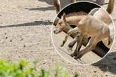 Wilder Nachwuchs für Kölner Zoo: Diese Fohlen sind echte Überlebenskünstler