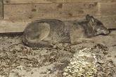 Nach Wolfs-Attacke in Hamburg: Wo ist das freigelassene Tier jetzt?