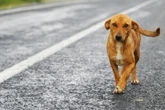 Kleiner Hund, große Folgen: Vierbeiner rennt über Autobahn, mehrere Fahrer wollen helfen