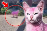 Grausam! Frau färbt Katze mit giftiger Holzfarbe pink