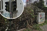 Dumme Aktion: Leipziger fackelt an Hecke und legt Ampel lahm - und fliegt dadurch als Dealer auf