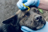 Raus mit dem Blutsauger! So kannst Du eine Zecke beim Hund entfernen