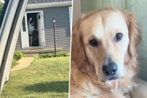 Golden Retriever soll einige Stunden bei Frauchens Mutter bleiben: Reaktion sagt alles