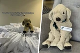 Gefunden in der Wäsche: Plüsch-Hund verzaubert Internet auf der Suche nach seinem Herrchen