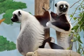 Hüpfen, flirten, tanzen: Neues Affenpaar im Kölner Zoo
