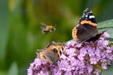 Nabu NRW sucht Helfer: Darum ist das Zählen von Schmetterlingen so wichtig