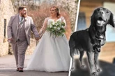 Während Besitzer auf Flitterwochen sind: Hund wird brutal getötet
