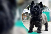 Charmanter Hunde-Opa landet im Tierheim, findet Kenny noch einmal ein gemütliches Plätzchen?