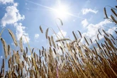 Hitze ist schuld: Landwirtschaft lechzt nach Wasser! Droht kostspieliger Ernte-Engpass?