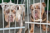 Sie stammen aus einer illegalen Zucht: Sechs Bulldoggen aus Tierheim gestohlen