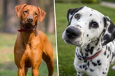Dalmatiner und Ridgeback zeugen Nachwuchs: Süßer Mischling sucht neues Zuhause