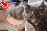 Unglaublich! Was Kater in Küche treibt, sorgt für Lachtränen