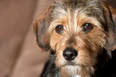 Der beliebte Dackel-Terrier-Mix im Porträt: So süß können die Mischlinge aussehen