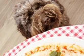 Hund frisst Pizza: Herrchen schreit so laut, dass die Polizei anrückt