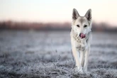 Entscheidungs-Schwierigkeiten? So schön ist der Husky-Schäferhund-Mix