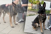 Hund kommt ins Tierheim, doch es ist seine Rettung: "Besitzer bekommen ihn nicht zurück"