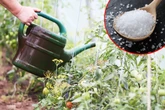Tomaten mit Salzwasser zu gießen, macht sie aromatischer: Wahr oder Mythos?