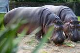 Nach schwerer Krankheit: Zoo verkündet Tod von 