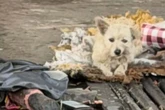 Hund "an Ort aus Trümmern, Müll und Stille" zurückgelassen: Was dann passiert, geht nahe