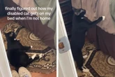 Haustier mit Handicap: Mann filmt seine Katze heimlich, das Ergebnis begeistert Millionen