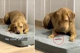 Labrador in sein Leckerli beißt: Seine Reaktion bringt (fast) alle zum Lachen